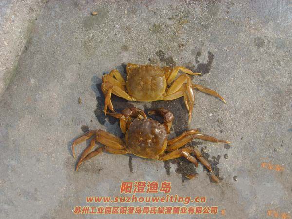 ���κ���բзз��