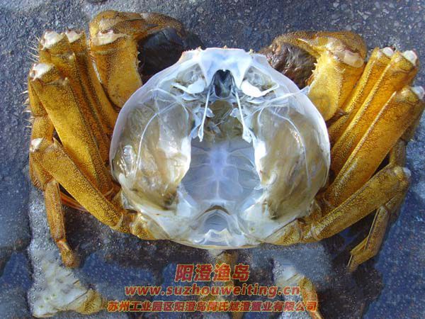 ���κ���բзз��