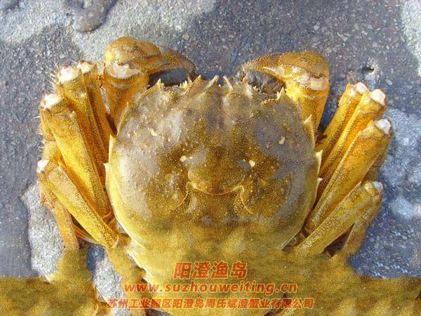 ���κ���բзз��