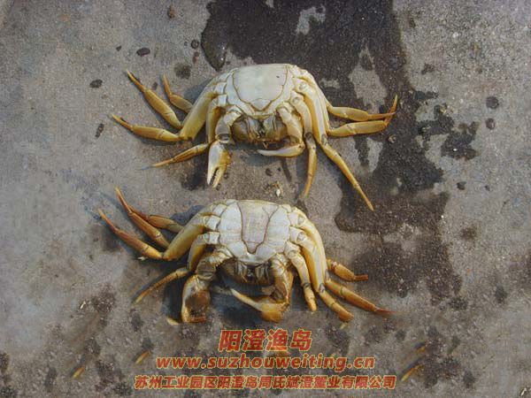 ���κ���բзз��