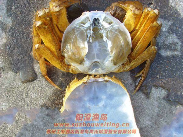 ���κ���բзз��