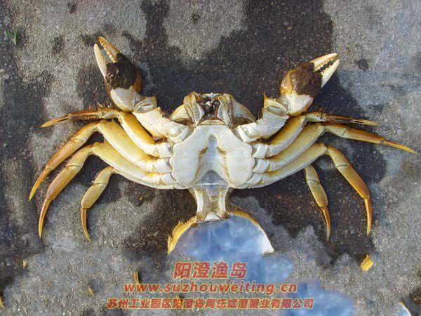 ���κ���բзз��