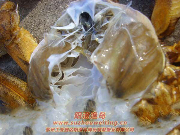 ���κ���բзз��