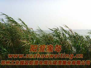 ����«έͼƬһ