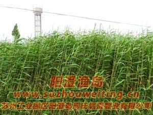 ����«έͼƬ��