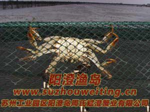 ������з����