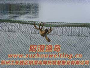 ������з����