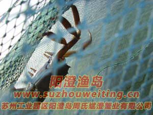 ������з����