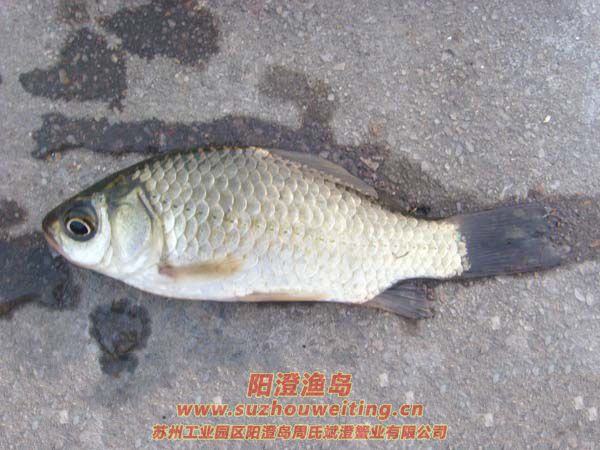 ���κ���������