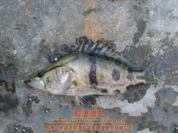 ���κ���������