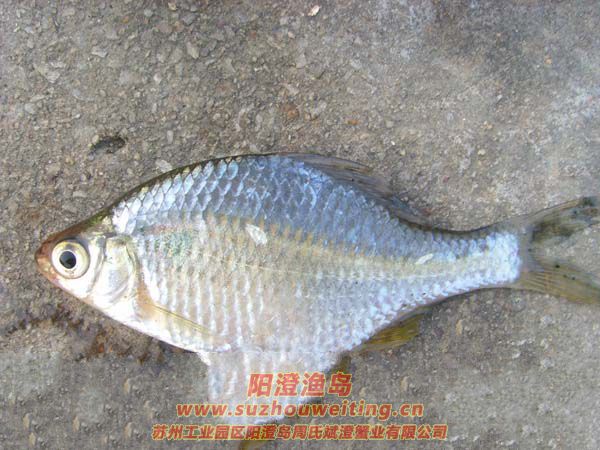 ���κ���������