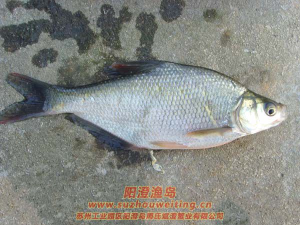 ���κ���������