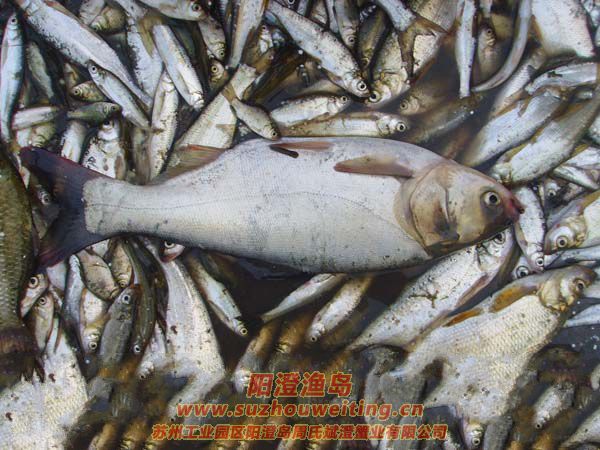 ���κ���������