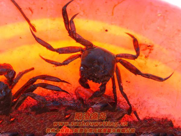 ���κ���բз