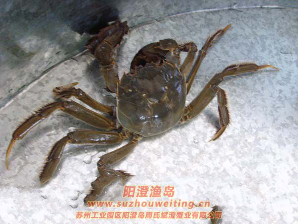 ���κ���բз