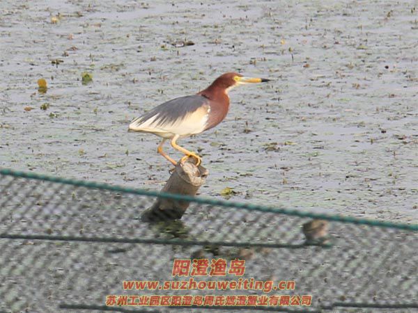 ���κ���ˮ��ͼƬһ