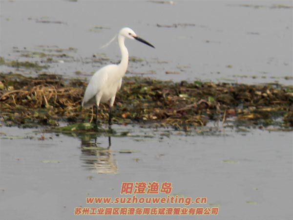 ���κ���ˮ��ͼƬ��