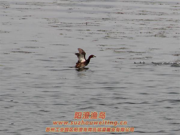 ���κ���ˮ��ͼƬ��